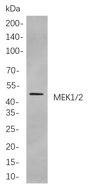 Recombinant MEK1/2 Monoclonal Antibody-searchlist-1