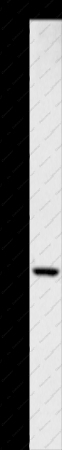 CD327 Polyclonal Antibody - 1