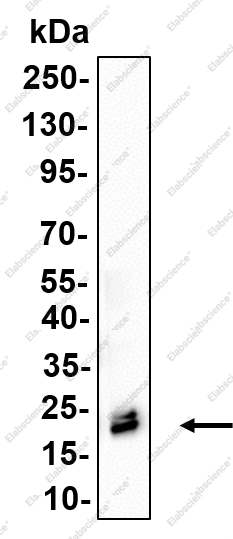 Recombinant ECP Monoclonal Antibody - 1