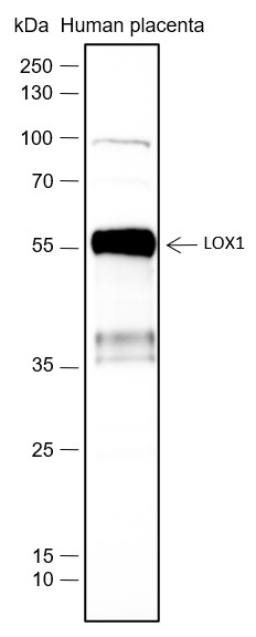 Recombinant OLR1/LOX1 Monoclonal Antibody-searchlist-1