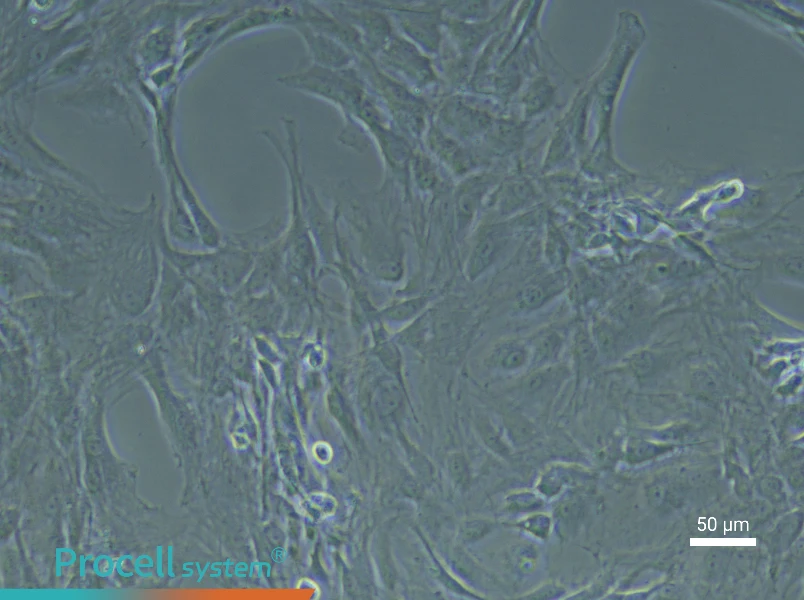 Rat Preadipocyte Complete Medium - 5