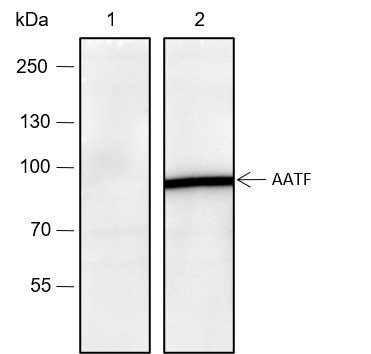 Recombinant AATF Monoclonal Antibody - small - 2