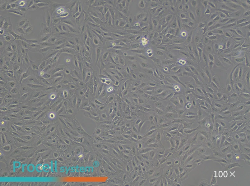 U-2 OS [U2OS] Cell Complete Medium - 3