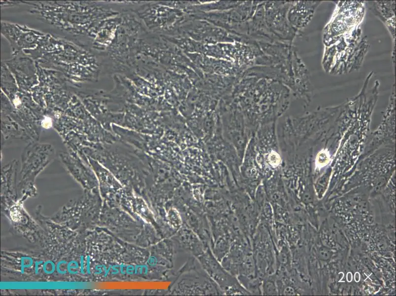 UM-Chor1 Cell Complete Medium - 4