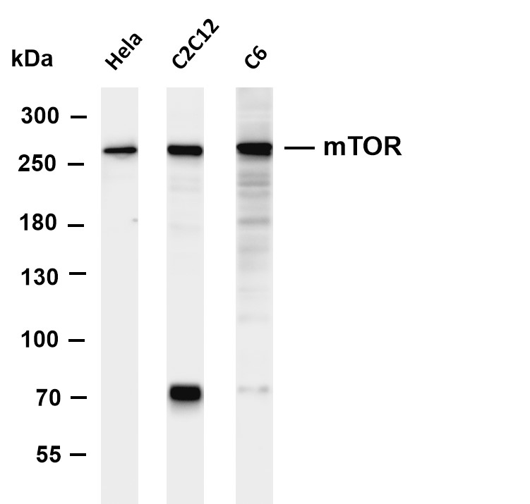 Recombinant mTOR Monoclonal Antibody - 2