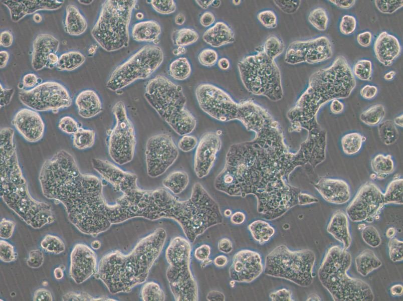 NCI-H1781 Cell Complete Medium-searchlist-1