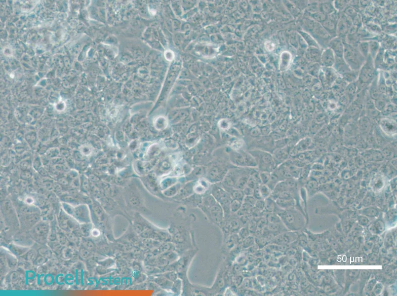 NCI-H1793 - 5