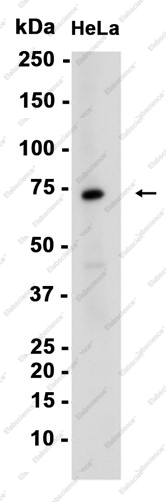 Recombinant Hsc70 Monoclonal Antibody - 4