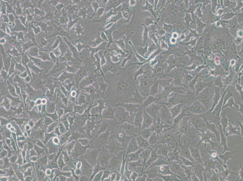 B16-F10-GFP Cell Complete Medium - 3