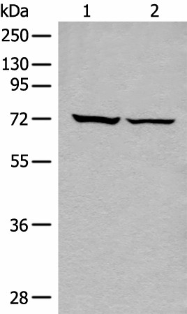 Western blot analysis of 293T cell lysates  using DDX59 Polyclonal Antibody at dilution of 1:500