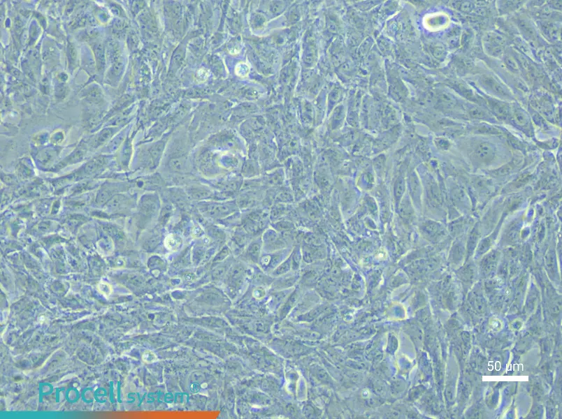 Rabbit Urethral Epithelial Cell Complete MediumRabbit Urethral Epithelial Cell Complete Medium - 6