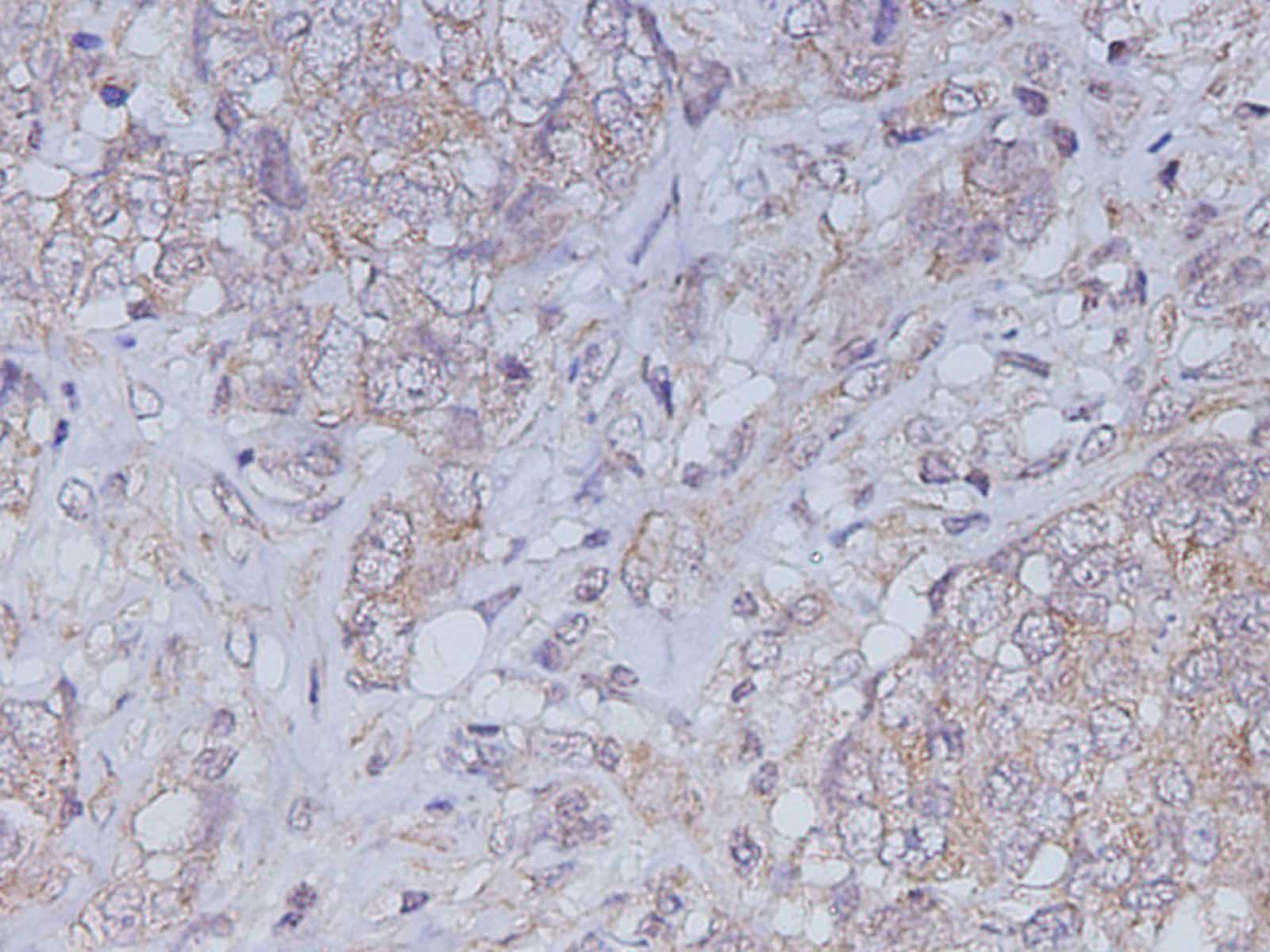 Biotin Rat IgG2a, κ Isotype Control[2A3]-产品推荐-1