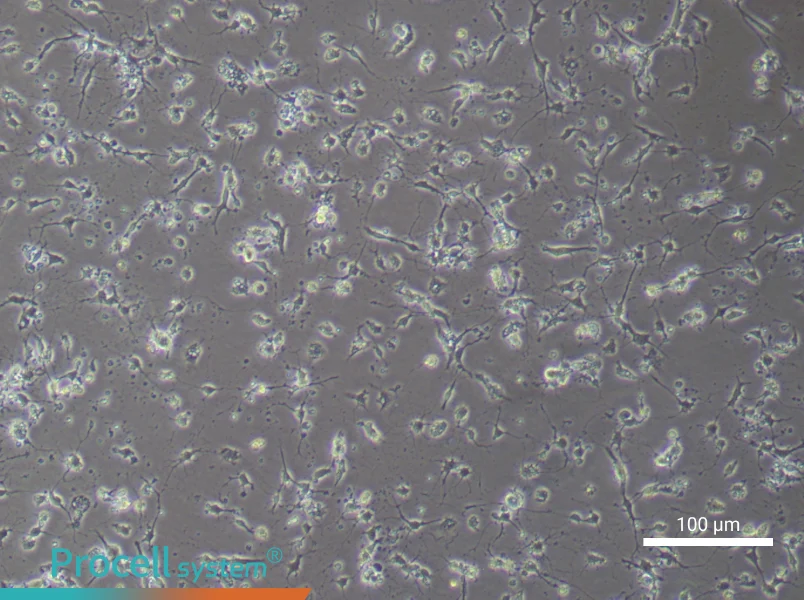 Mouse Spinal Cord Neuron Complete Medium - 2