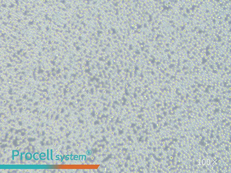 Sc-1 Cell Complete Medium - 1