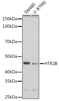 Western blot analysis of extracts of various cell lines using HTR2B Polyclonal Antibody at 1:1000 dilution.