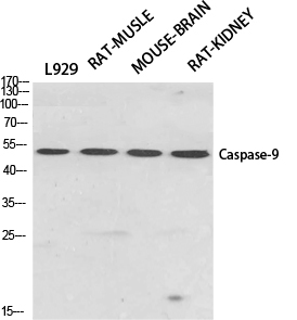 Western Blot analysis of various cells using CASP9 Polyclonal Antibody at dilution of 1:500.