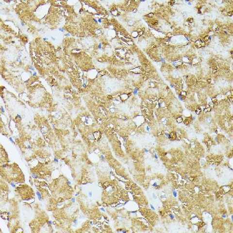 Immunohistochemistry of paraffin-embedded Rat heart using COX15 Polyclonal Antibody at dilution of  1:100 (40x lens).