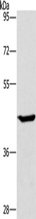 Western Blot analysis of HT-29 cell using GCK Polyclonal Antibody at dilution of 1:450