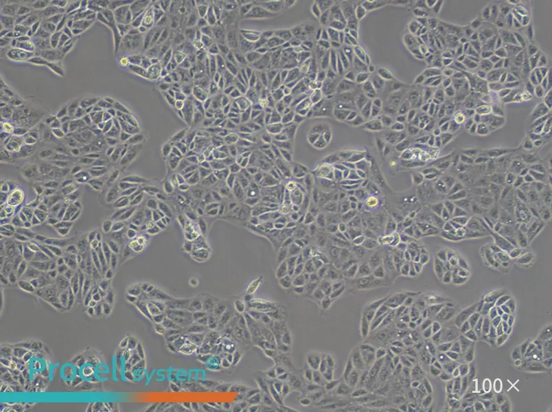 ACHN Cell Complete Medium - 1