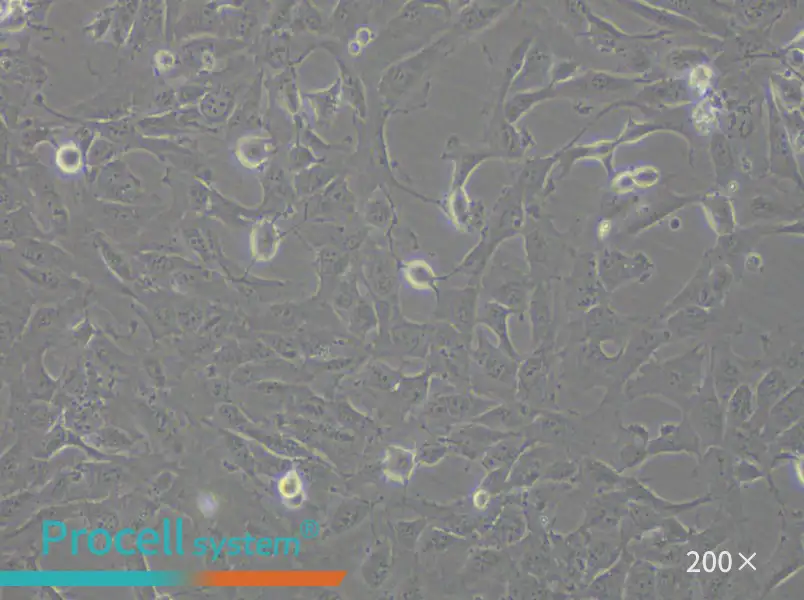 12Z Cell Complete Medium - small - 6