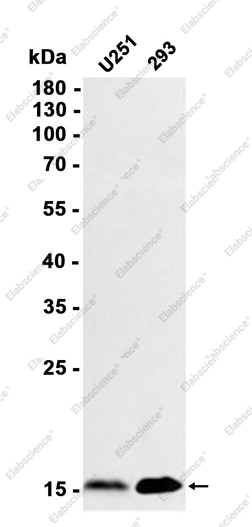Recombinant Midkine Monoclonal Antibody - 2