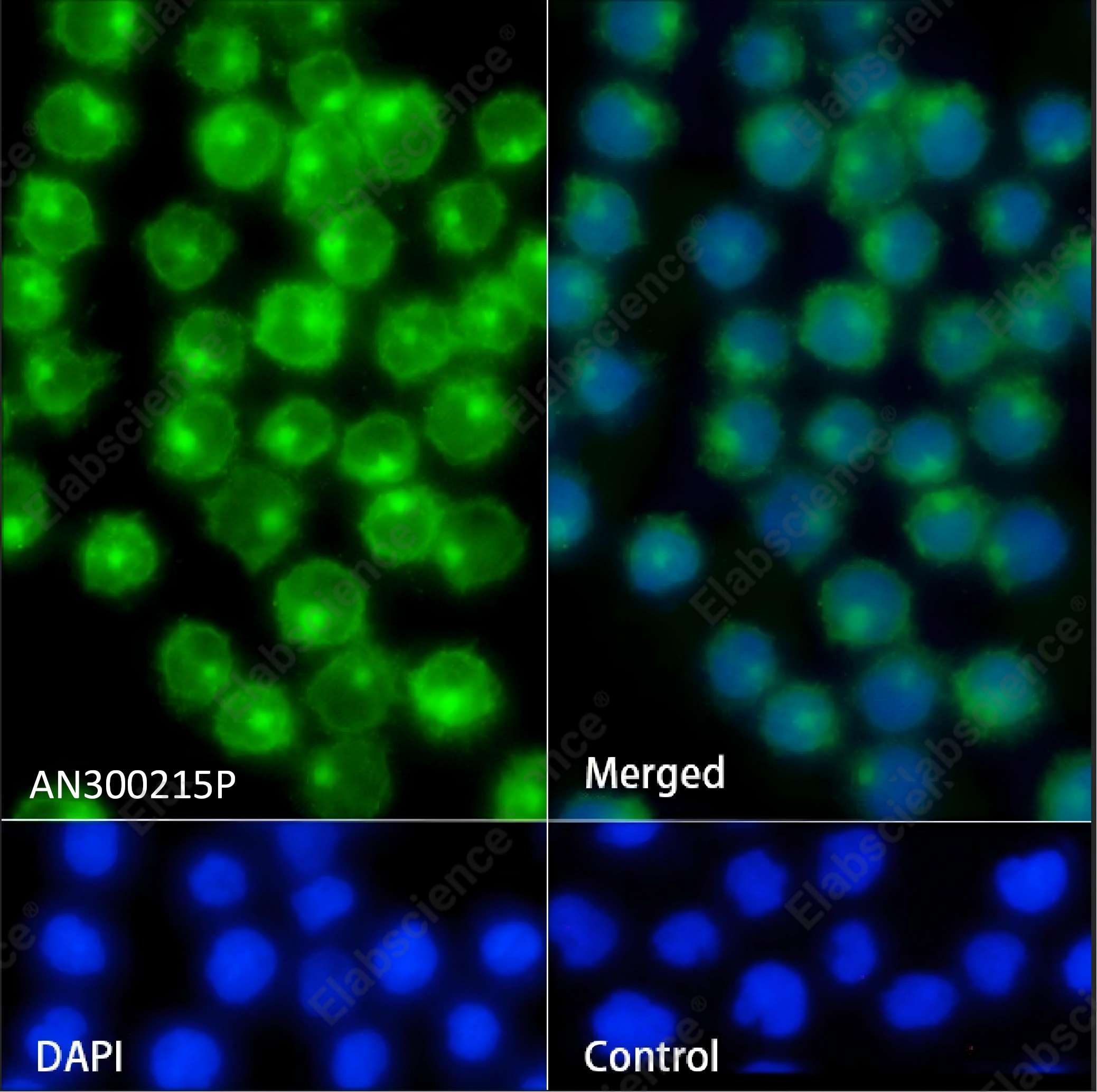 Recombinant CD7 Monoclonal Antibody - 3