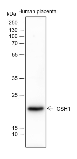 Recombinant Placental Lactogen Monoclonal Antibody-searchlist-1