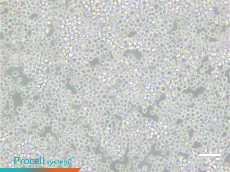P3X63Ag8 Cell Complete Medium - small - 5