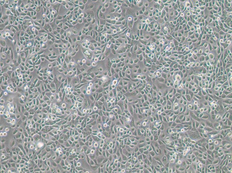 VK2/E6E7 Cell Complete Medium - 3