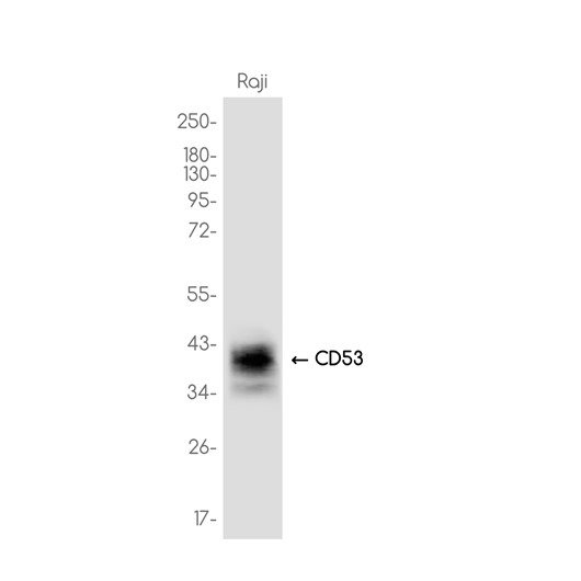 Recombinant CD53 Monoclonal Antibody - 1