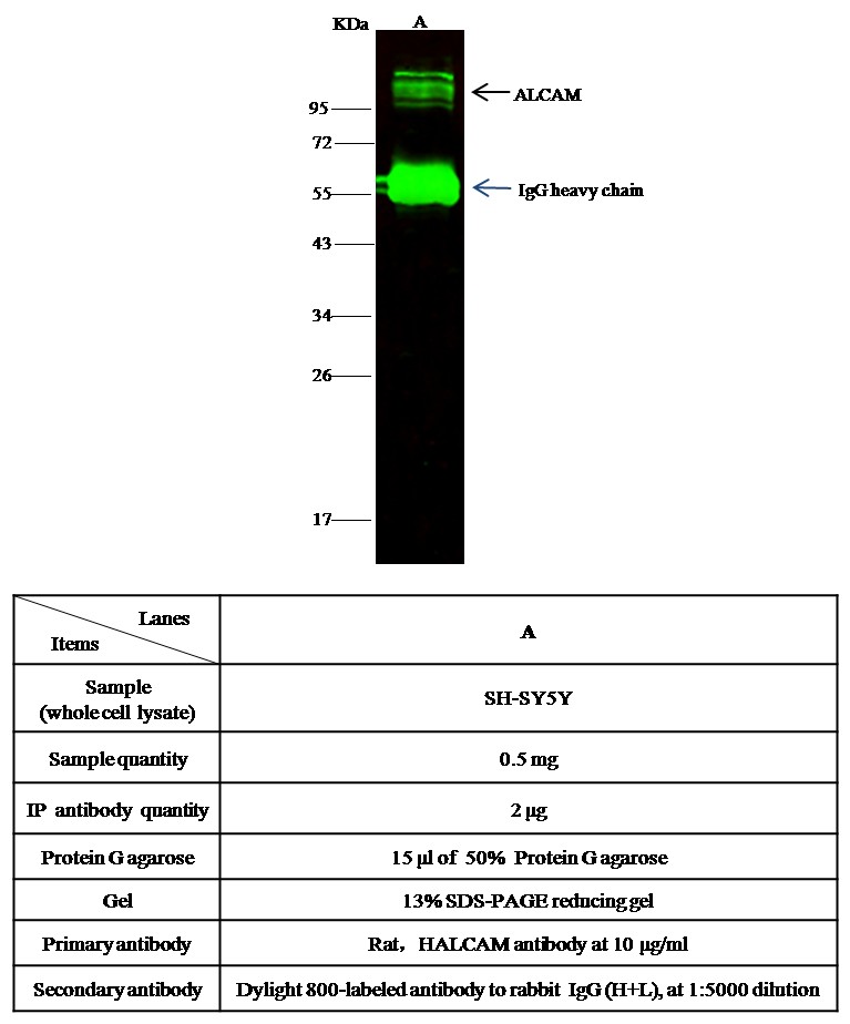 Recombinant CD166/ALCAM Monoclonal Antibody - small - 2