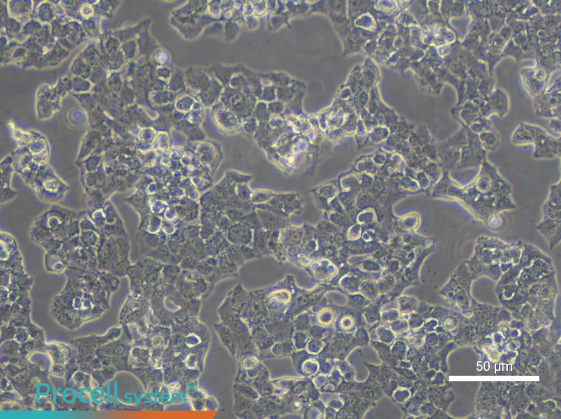 Beta-TC-6 Cell Complete Medium - small - 4