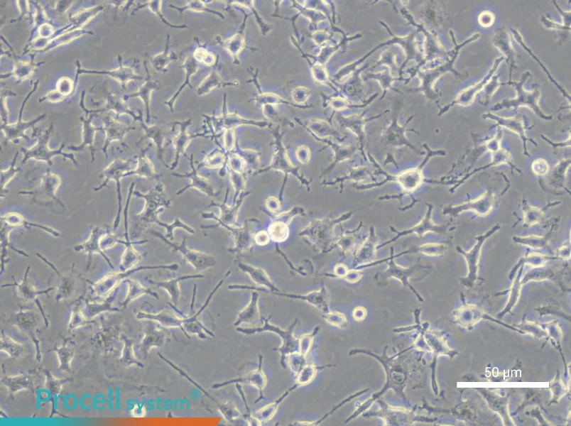 C8-B4 Cell Complete MediumC8-B4 Cell Complete Medium - 5