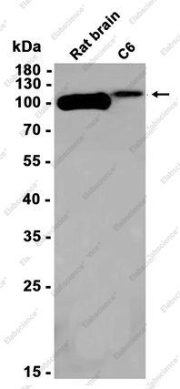Recombinant CD166 Monoclonal Antibody - 1