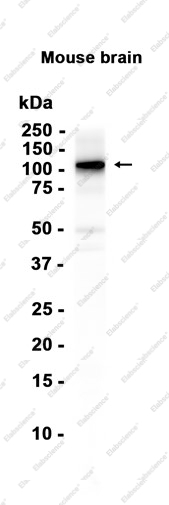 Recombinant AP2A1 Monoclonal Antibody - 1