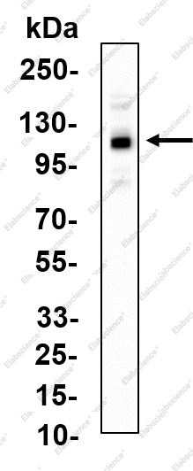 Recombinant TLR3 Monoclonal Antibody - 2