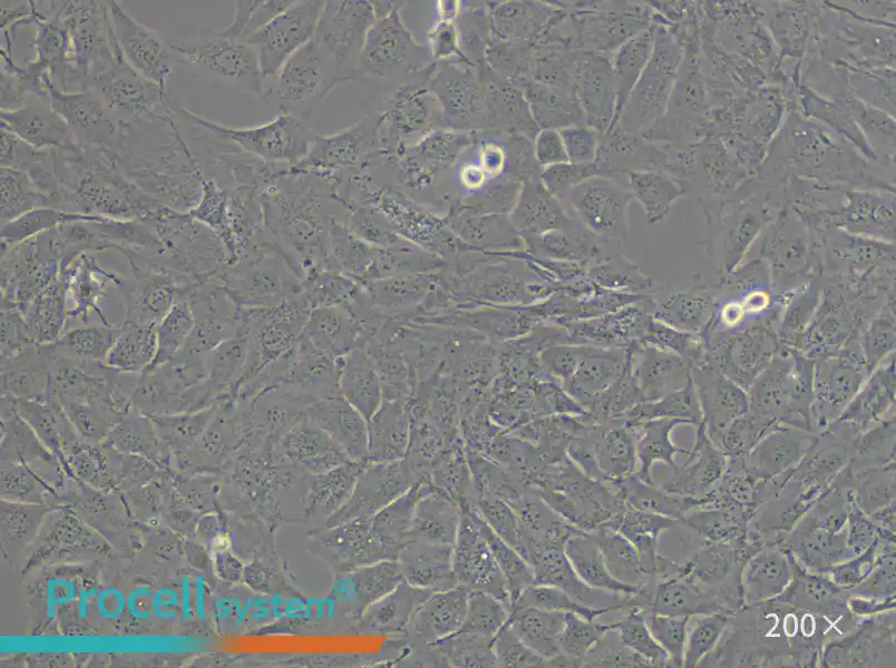 MC3T3-E1 Subclone 14 Cell Complete Medium - small - 6