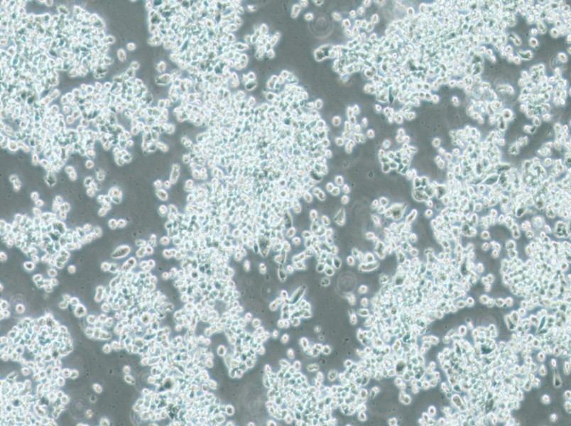 KMS-11 Cell Complete Medium-searchlist-1