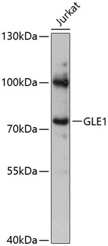 Western blot analysis of extracts of Jurkat cells using GLE1 Polyclonal Antibody at 1:3000 dilution.