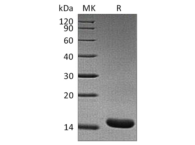 Recombinant Rat TNF-alpha/TNFA Protein