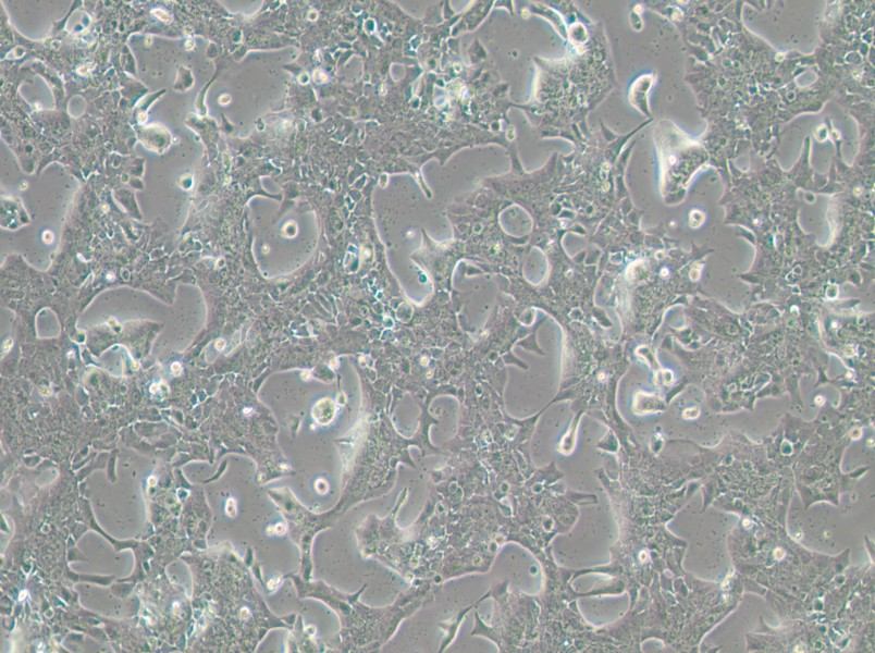 UPCI-SCC-090 Cell Complete Medium-searchlist-1