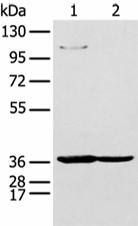 Western blot analysis of 293T and K562 cell  using NUDT19 Polyclonal Antibody at dilution of 1:350