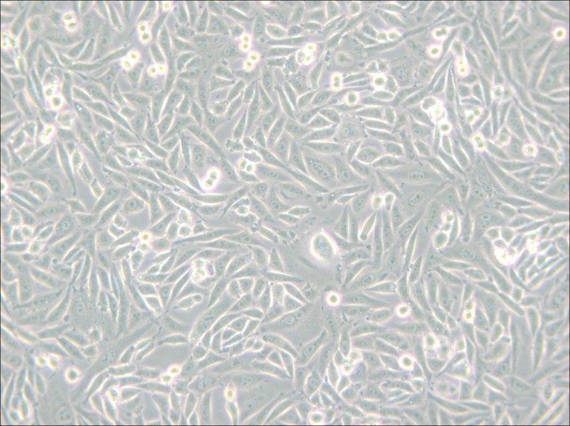 CHO-K1 Cell Complete Medium - small - 4