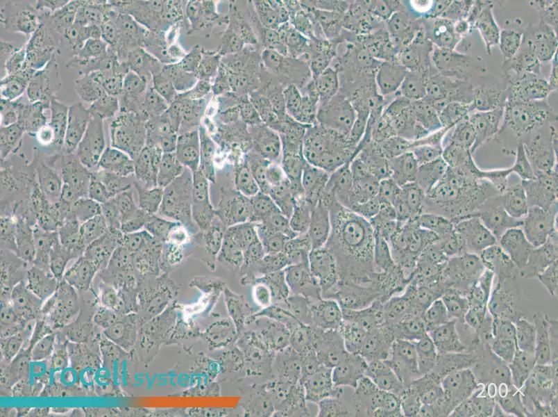 SK-MES-1 Cell Complete Medium - 4