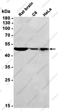 Recombinant FH Monoclonal Antibody - 2