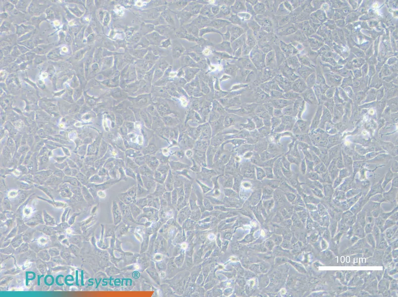RBERBE - 3