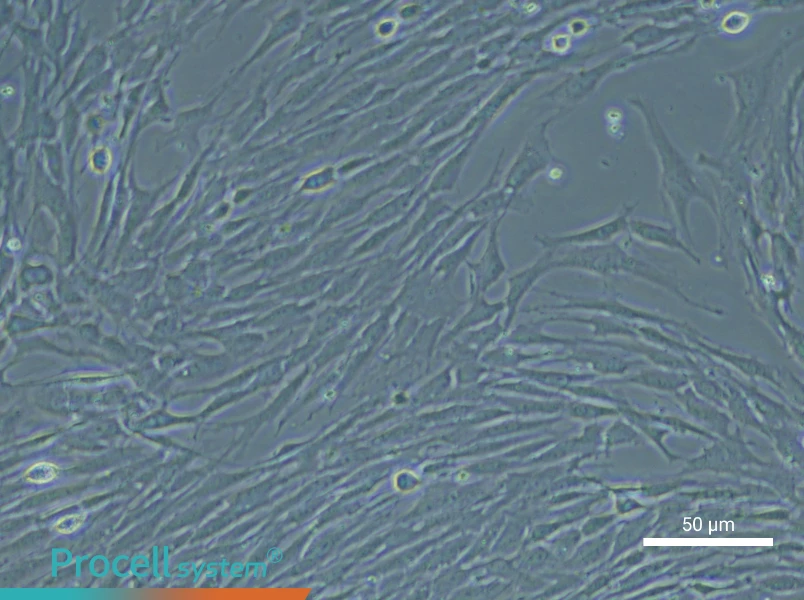 Rat Esophageal Smooth Muscle Cell Complete Medium - 3