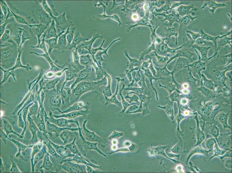 KYSE-410 Cell Complete Medium - 6