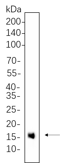 Recombinant Histone H3 (Mono Methyl Lys4) Monoclonal Antibody-searchlist-1