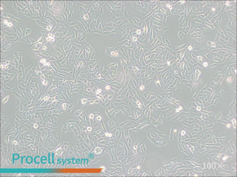 MNNG/HOS Cl #5 [R-1059-D] Cell Complete Medium - 1